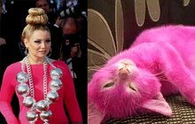 Pitomý nápad ruské spisovatelky: Otrávila kotě růžovou barvou!