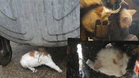 Kotě uvízlo v kontejneru, vyprošťovala ho  jednotka profesionálních hasičů
