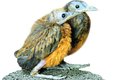Pouze osm zoologických zahrad na světě chová jihoamerického pěvce, kotingu tříbarvou (Perissocephalus trikolor)