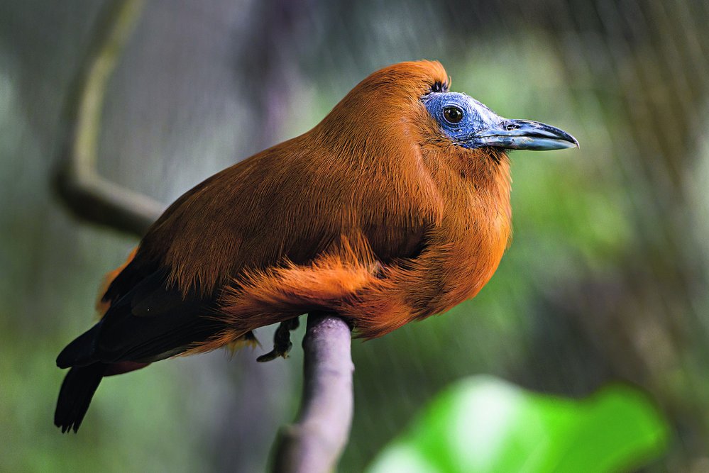 Pouze osm zoologických zahrad na světě chová jihoamerického pěvce, kotingu tříbarvou