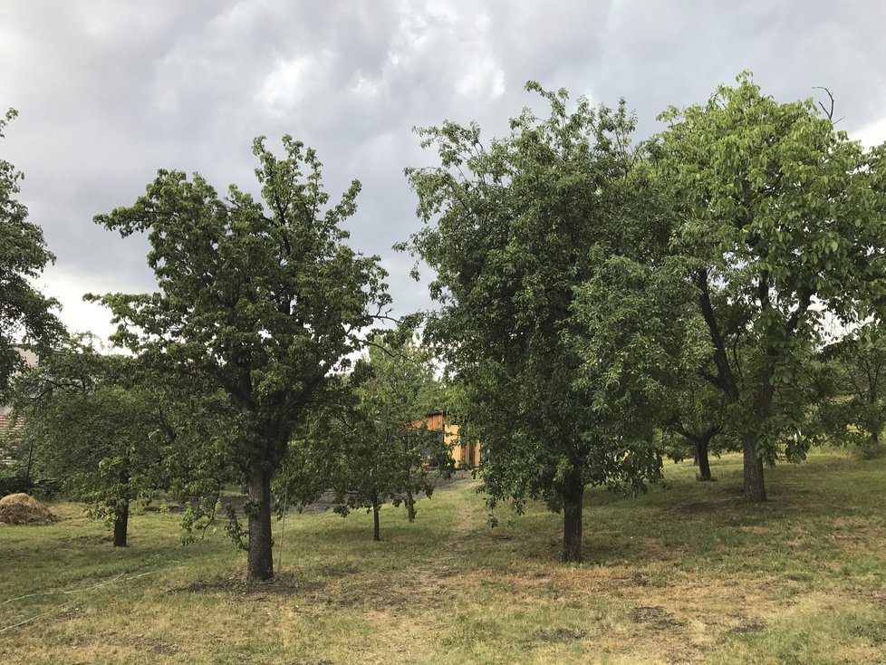 Lidé si zakládají v Komunitním centru a zahradě Kotlaska záhony.