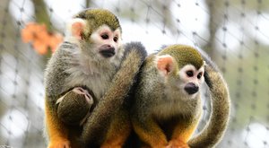 Císař mezi kotuly: Nové ťuťu mládě opičky má zvláštní jméno
