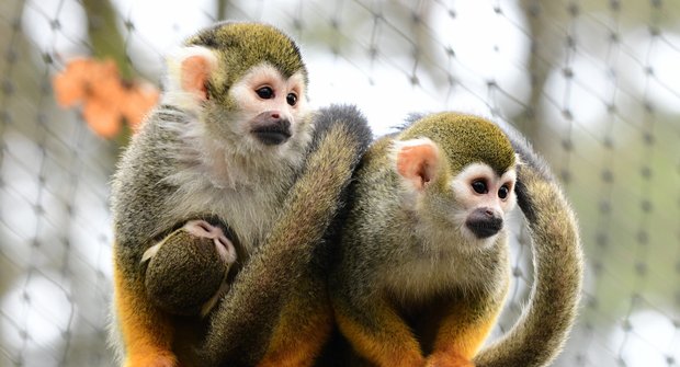 Císař mezi kotuly: Nové ťuťu mládě opičky má zvláštní jméno