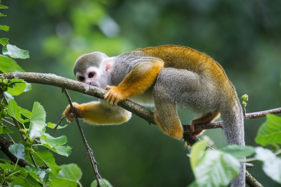 Kotulové veverovití mají v Zoo nový domov