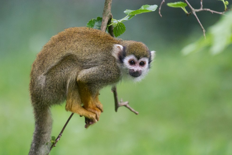 Kotulové veverovití mají v Zoo nový domov