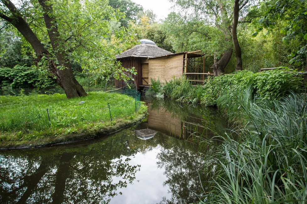 Kotulové veverovití mají v Zoo nový domov