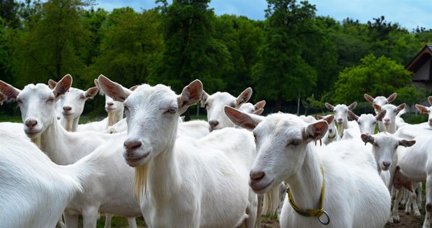 Česká bílá krátkosrstá koza je podle Simony Silberové plemeno nejvhodnější do podhorských podmínek.