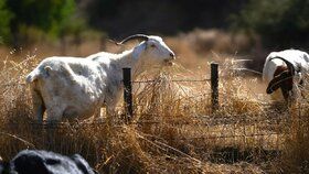 Kalifornie se snaží vyzrát nad ničivými požáry: Jako ochranu nasadila stáda koz 