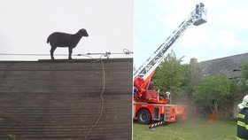 Žatečtí hasiči zachraňovali kozu ze střechy kravína