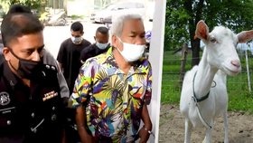 „Trkal mi kozu“: Malajsijci (60) hrozí bičování za sex se zvířetem