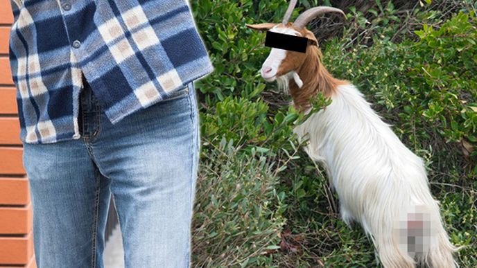 Slovák ve své kůlně údajně znásilňuje kozu. Ta zděšením mečí na celou vesnici. Slovák ve své kůlně údajně znásilňuje kozu. Ta zděšením mečí na celou vesnici.