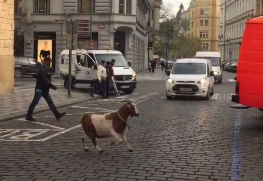 Koza utekla z vánočního betléma na Staroměstském náměstí, nechtěla se nechat chytit.
