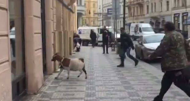 Koza utekla z vánočního betléma na Staroměstském náměstí, nechtěla se nechat chytit.