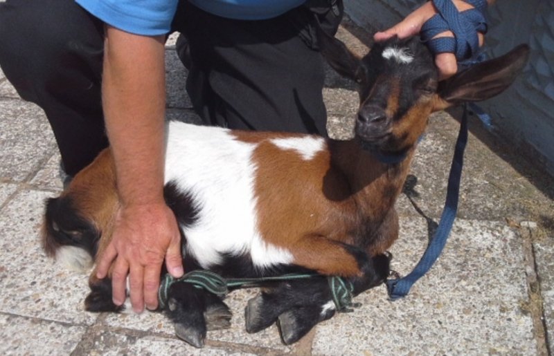Policie odchytávala kozu na procházce