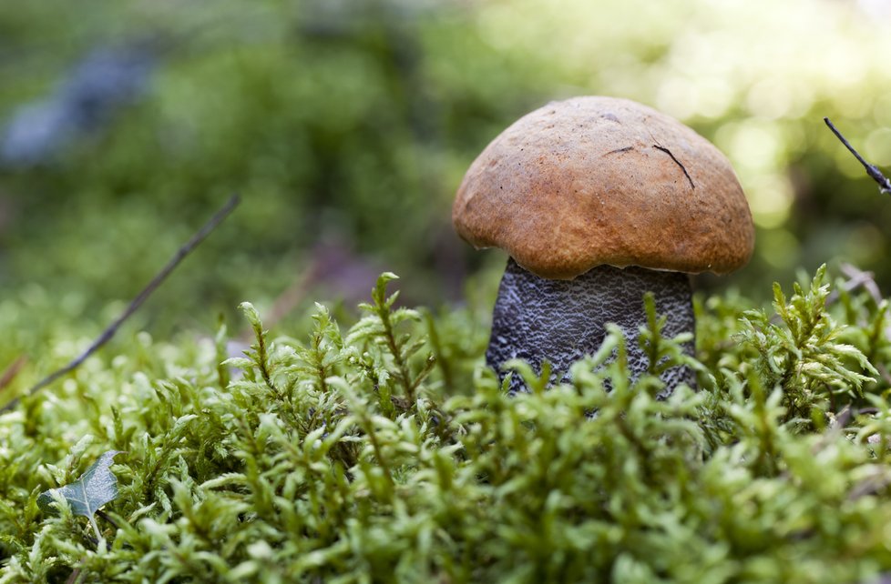 Spousta houbařů mezi jednotlivými druhy křemenáčů ani nerozlišuje.