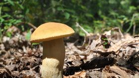 Kozák dubový, vzácná houba zapsaná na Červeném seznamu hub.