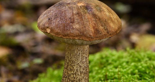 Kozák habrový roste nejčastěji pod habry a má nápadně hrbolkatý klobouk.