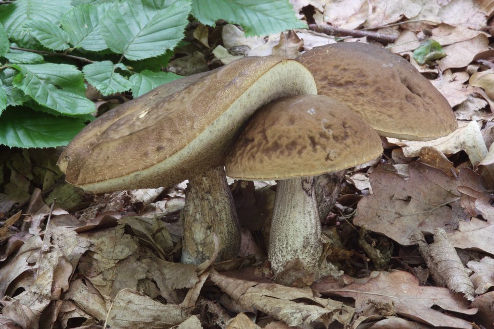 Kozák habrový roste pod habry a má nápadně hrbolkatý klobouk.