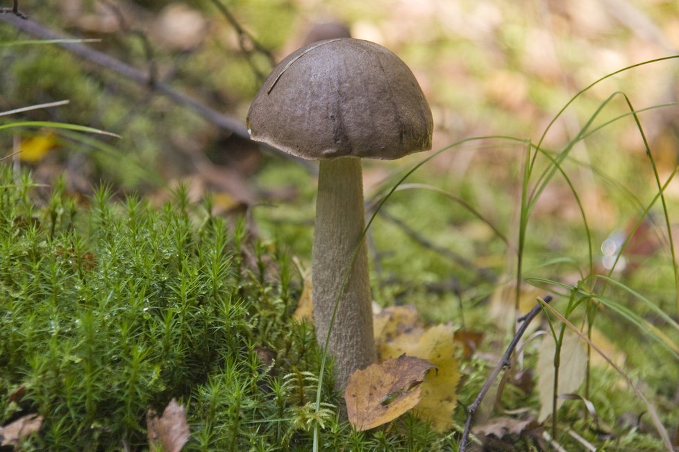 Kozák šedohnědý také roste pod břízami, má ale světlejší klobouk.