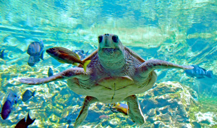 Kožatka velká patří k želvám, které má chránit první mořská rezervace zřízená v Pobřeží slonoviny.