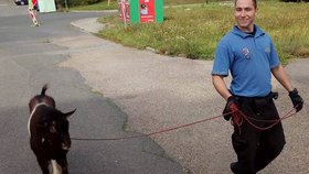Strážníci v Plzni odchytili roztouženého kozla, obtěžoval lidi a chtěl se pářit.