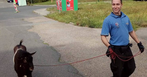 Strážníci v Plzni odchytili roztouženého kozla, obtěžoval lidi a chtěl se pářit.