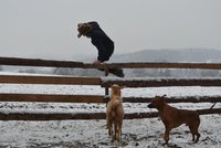 Kozel Kokeš napadá lidi! Manželka majitele útulku, skončila po jeho útoku v péči lékařů.