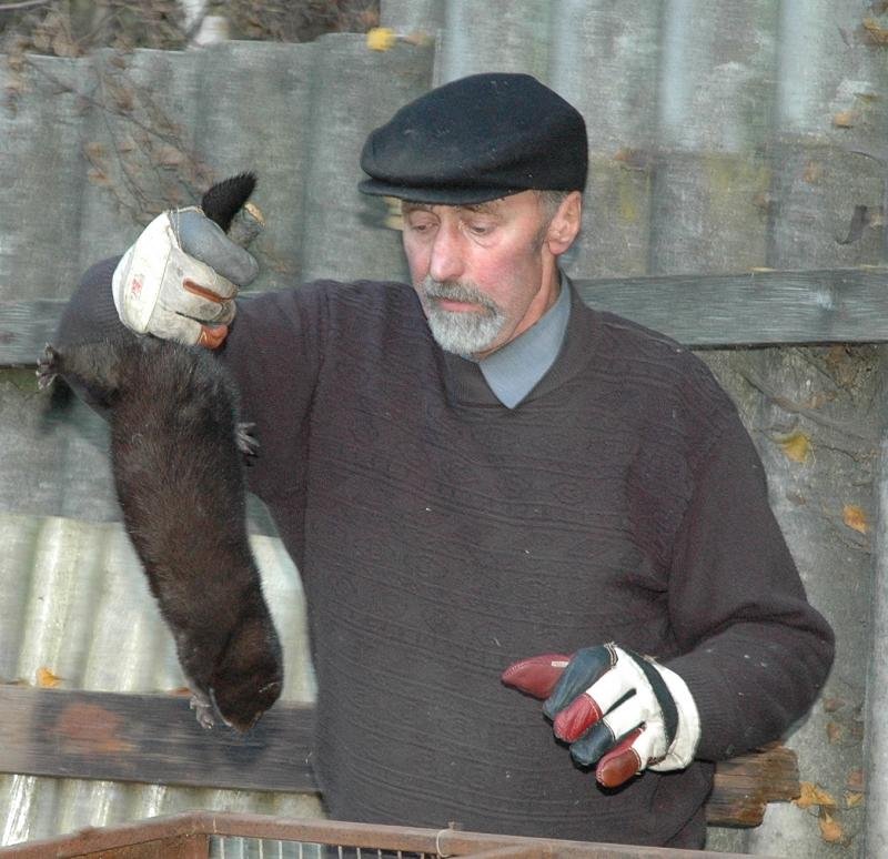 v roce 2013 někdo na Svitavsku pustil norky z kožešinové farmy