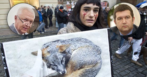 Politici vs. zabíjení zvířat pro kožichy: Kdo chce zákaz a kdo je teď spokojený?