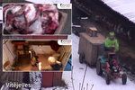 Drastické záběry: Ochranáři zvířat politikům ukázali, jak se zabíjí kožešinová zvířata.