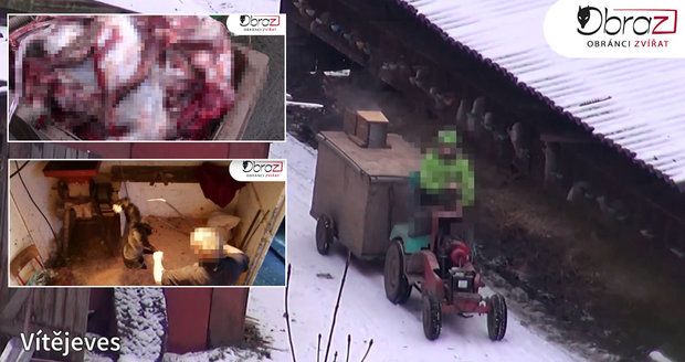 Drastické záběry: Ochranáři zvířat politikům ukázali, jak se zabíjí kožešinová zvířata