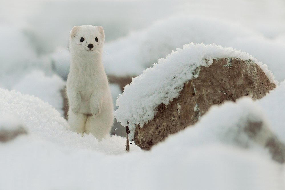 Mnoho severských zvířat se v zimě převléká do bílé, aby se v přírodě maskovali