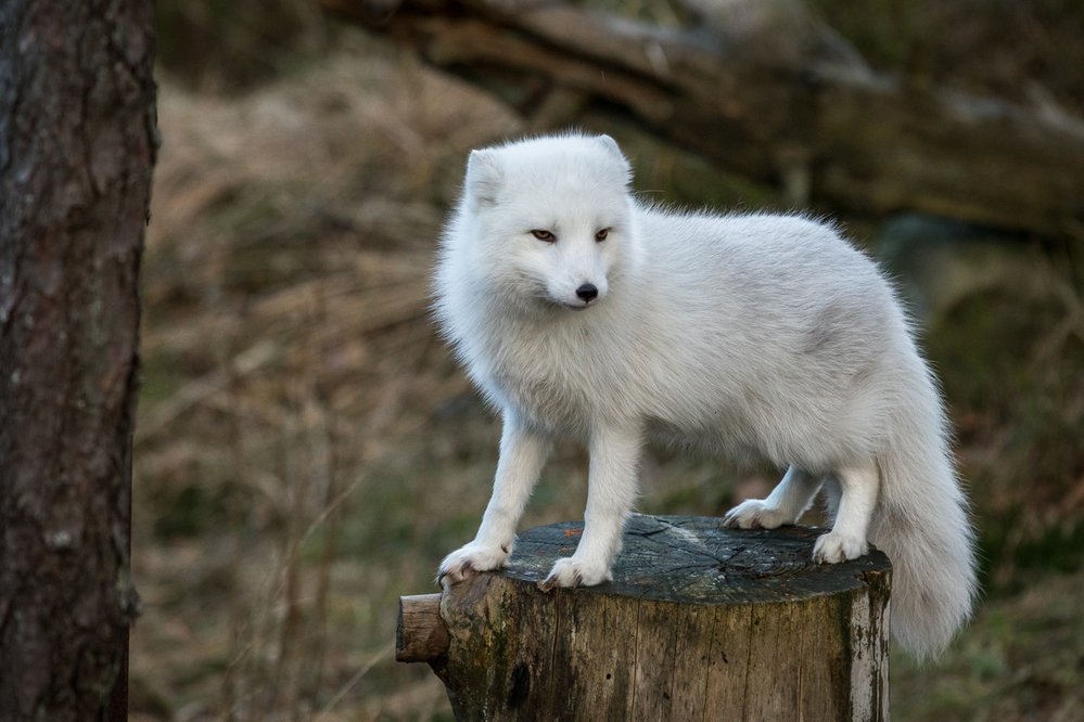 Pesec, známý také jako polární liška, nosí v zimě luxusní sněhobílý kožich s dlouhými hedvábnými chlupy
