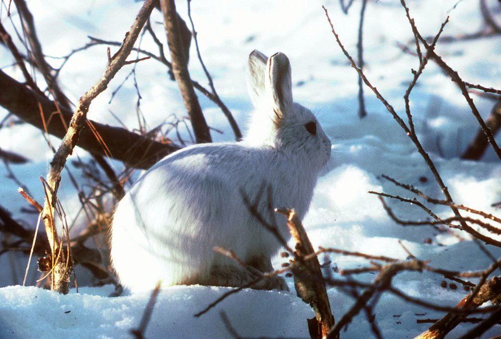 Polární zajíc je v létě zbarvený stejně jako ten náš, ale v zimě se na sněhu maskuje bílým převlekem