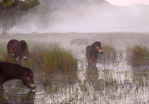 Po kozmických loukách u Opavy běhá 11 nových hříbat divokých koní.