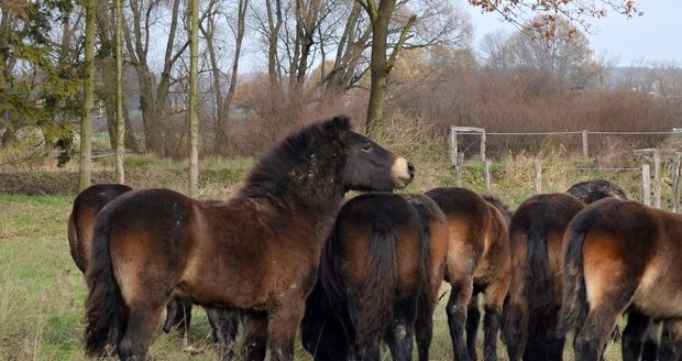 Po kozmických loukách u Opavy běhá 11 nových hříbat divokých koní.