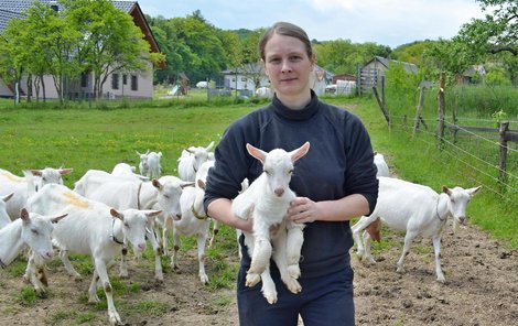 Česká bílá krátkosrstá koza je podle Simony Silberová plemeno nejvhodnější do podhorských podmínek.