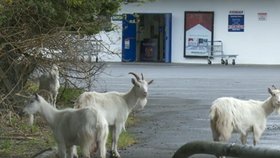 Kozy vnímají lidské emoce, ukázal výzkum. A přitahují je úsměvy.