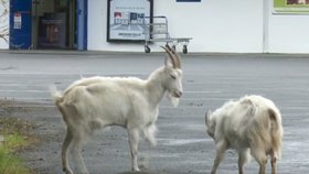 Irské město se potýká s terorem ze strany zdivočelých koz