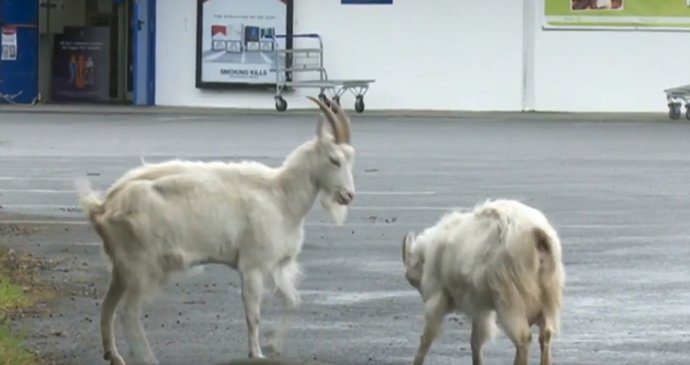 Irské město se potýká s terorem ze strany zdivočelých koz