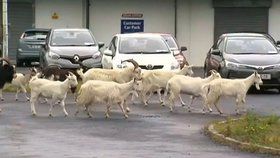 Pozdvižení v Irsku: Město ovládl gang divokých koz.