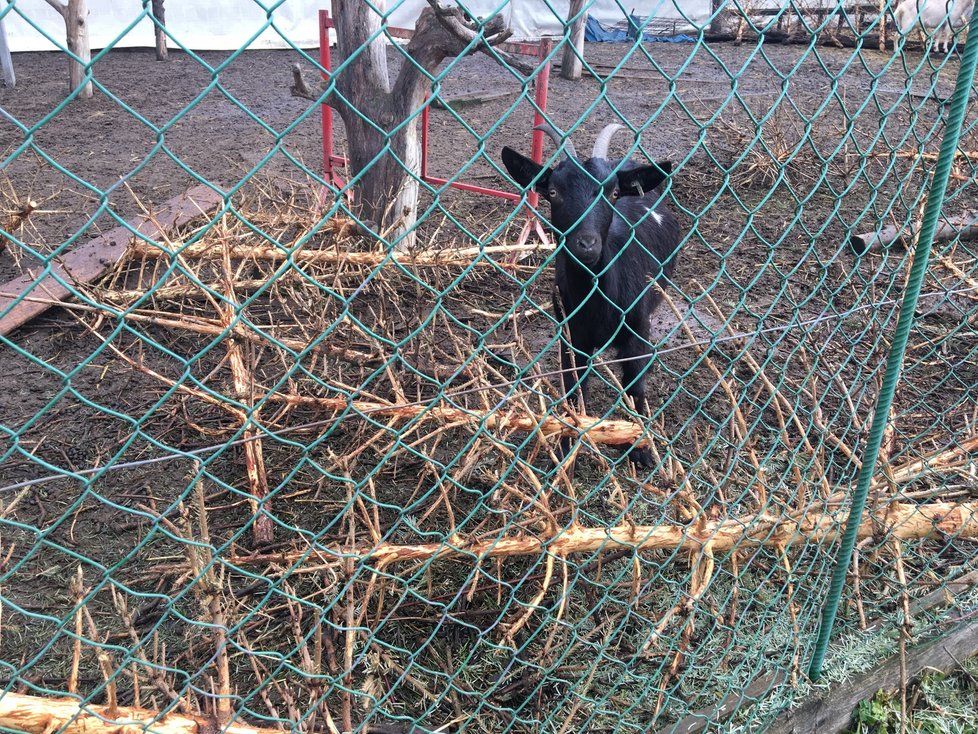 Kozy mají jehličnany v oblibě. Využil toho zatím neznámý pachatel, který jim v noci do ohrady naházel jedovatý tis červený.