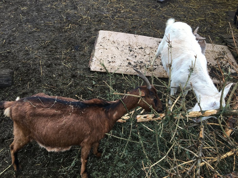 Kozy mají jehličnany v oblibě. Využil toho zatím neznámý pachatel, který jim v noci do ohrady naházel jedovatý tis červený.