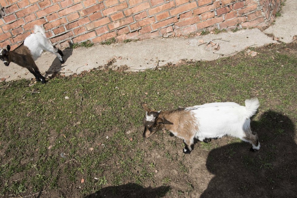 Obratné kozy šplhají a skáčou po městském opevnění v Brně.