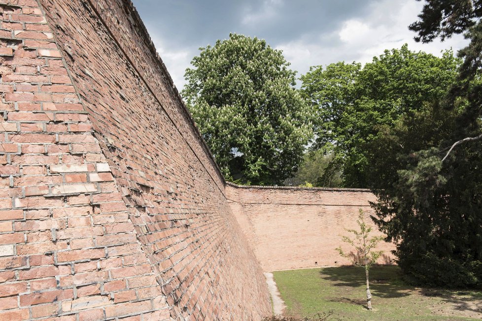 Obratné kozy šplhají a skáčou po městském opevnění v Brně.