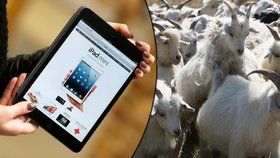 Čínský obchodník hodlá chudým obyvatelům prodávat elektroniku za kozy
