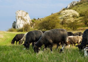 Po dlouhých letech se na hůře přístupné svahy pálavské Stolové hory vrátilo stádo ovcí a koz. Zhruba sedmdesát ovcí a koz pod dohledem pastevkyně se dvěma ovčáckými psy během května a června vypasou západní i východní svahy Stolové hory