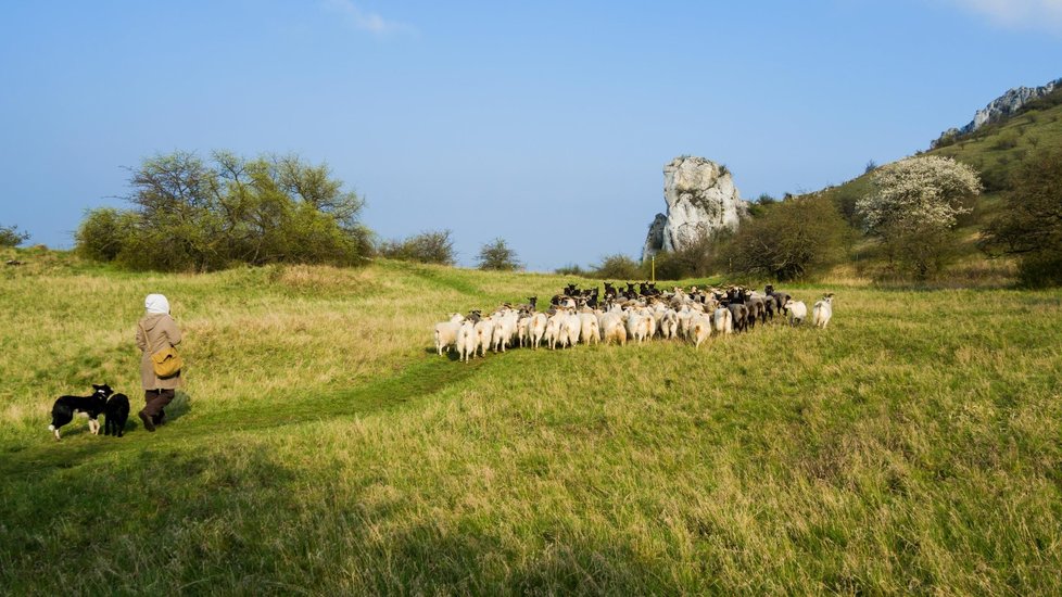 Po dlouhých letech se na hůře přístupné svahy pálavské Stolové hory vrátilo stádo ovcí a koz. Zhruba sedmdesát ovcí a koz pod dohledem pastevkyně se dvěma ovčáckými psy během května a června vypasou západní i východní svahy Stolové hory