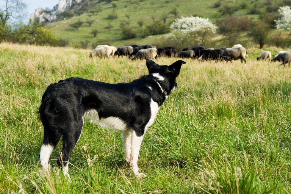 Po dlouhých letech se na hůře přístupné svahy pálavské Stolové hory vrátilo stádo ovcí a koz. Zhruba sedmdesát ovcí a koz pod dohledem pastevkyně se dvěma ovčáckými psy během května a června vypasou západní i východní svahy Stolové hory