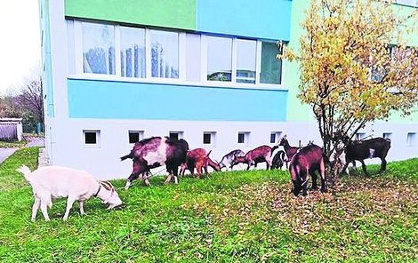 Kozy uprchly z ohrady a vyrazily k vysokoškolským kolejím.